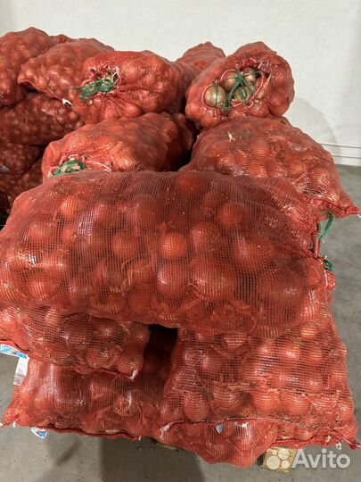 Лук репчатый(манас)