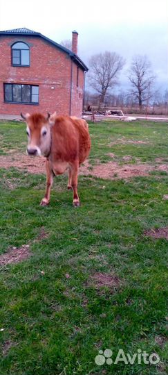 Джерсейская корова