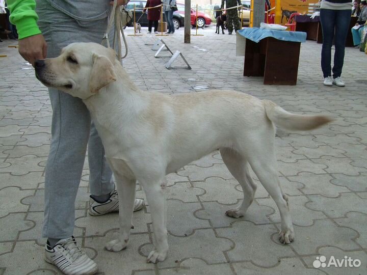 Дрессировка, вязка, выставочный тренинг собак