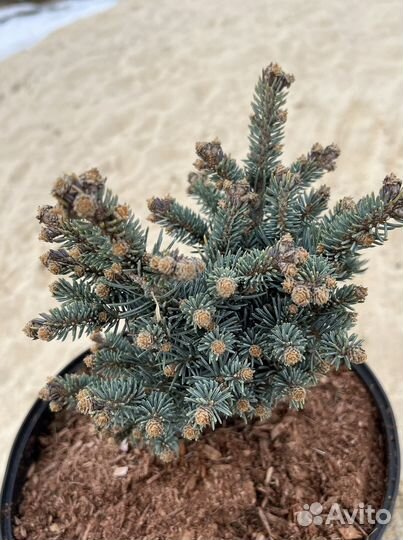 Ель колючая Glauca globosa