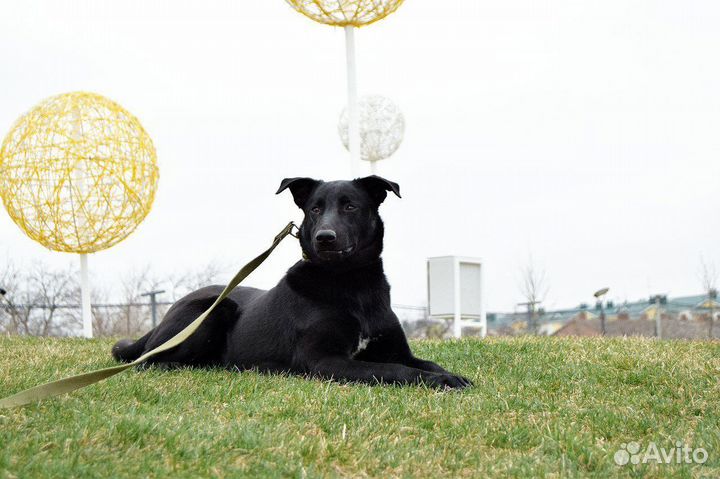 Собака Дюна