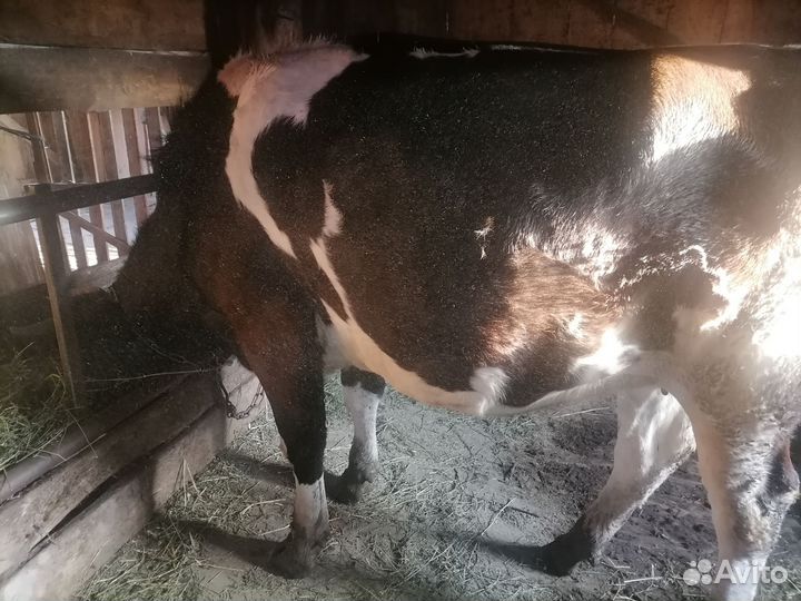 Телка стельная