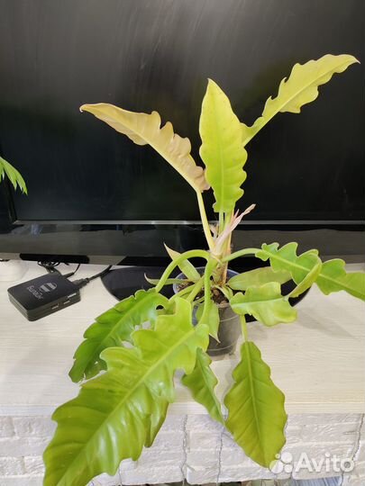 Цветы домашние в горшках