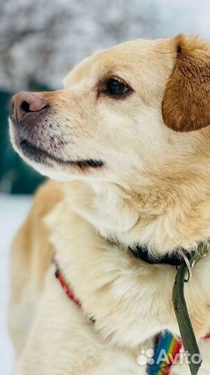 Собаки бесплатно в добрые руки