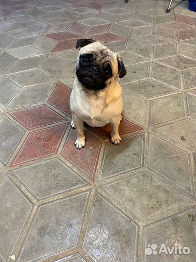 Щенки мопса