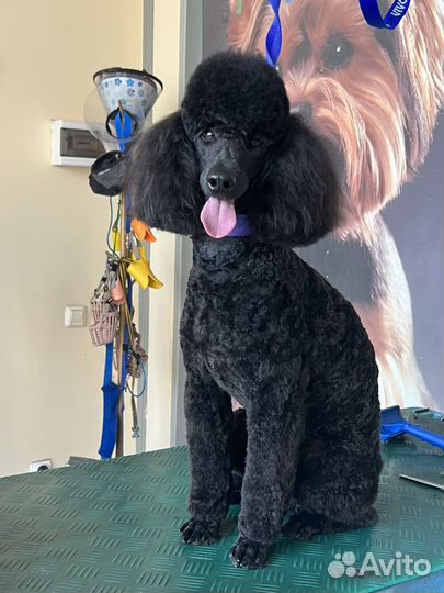 Стрижка собак и кошек, гигиена