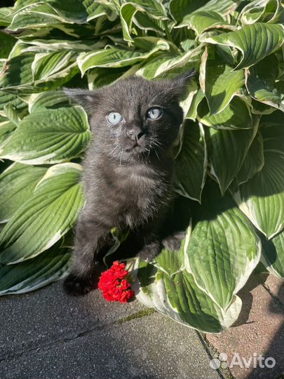 Котенок