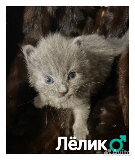 Котята в добрые руки