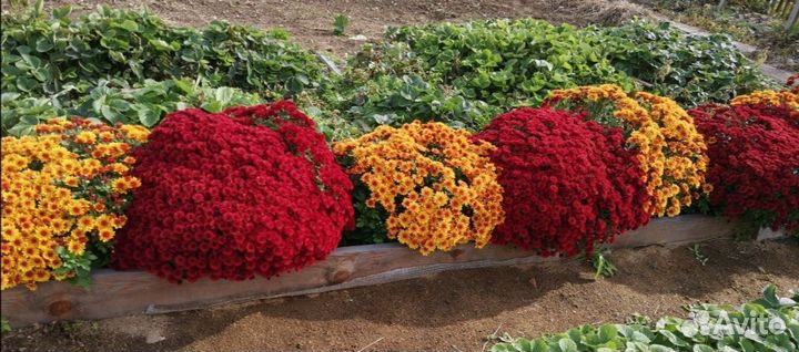 Хризантем мультифлора