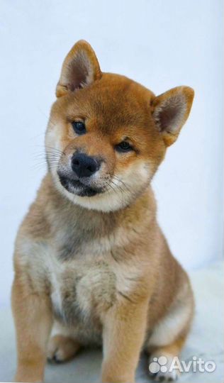 Сиба-ину. Кобель для вязок. Фото щенков в объявл