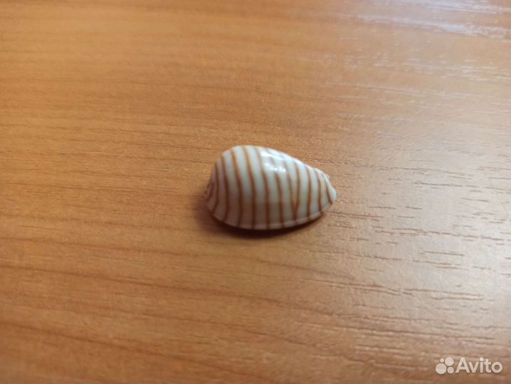 Морская раковина