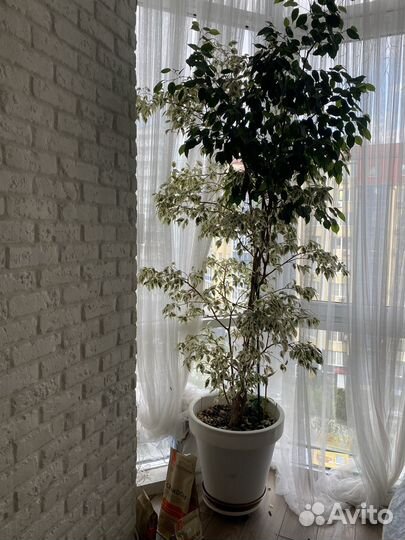 Бенджамина фикус