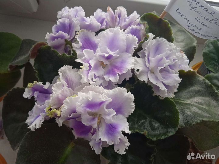 Сортовых фиалки