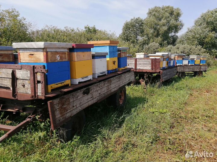 Продам пасеку под ключ