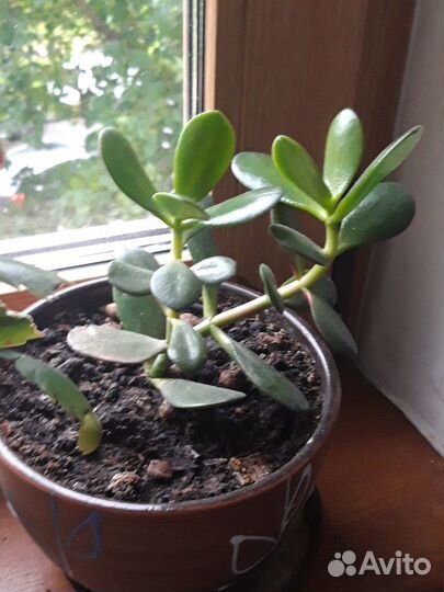 Хавортия суккулент, молодое денежное дерево (толст