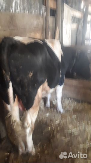 Быки и телки на мясо