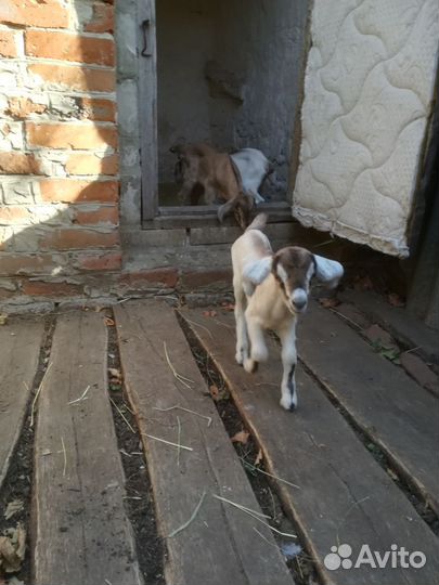 Козы и козлята продажа