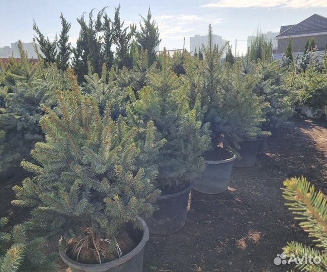 Ель Глаука формированная