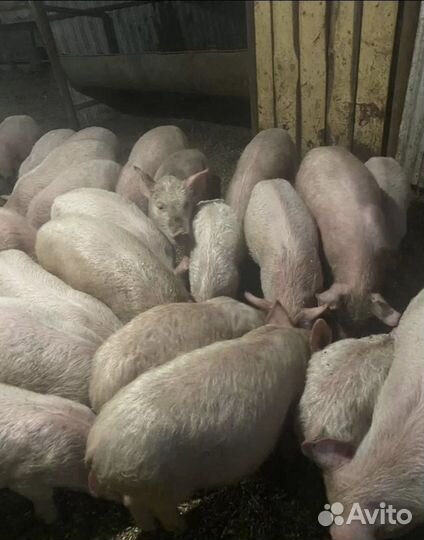Поросята