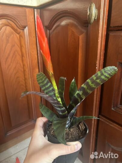 Вриезия Стрела любви