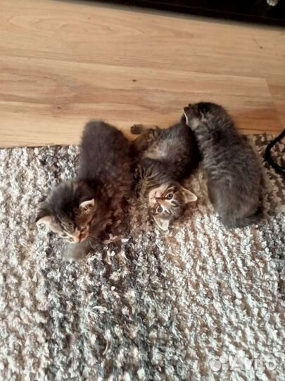 Котята