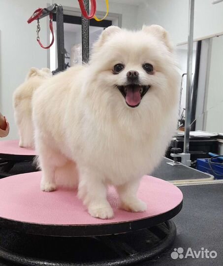 Груминг, стрижка собак. Порода: Мальтезе