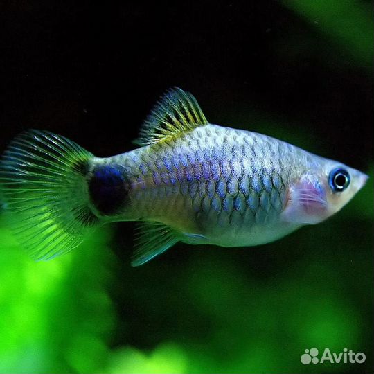 Крапчатые сомики,гуппи