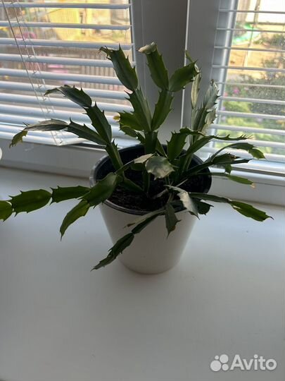 Декабрист розовый