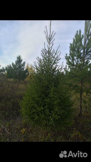 Ель навогоднию