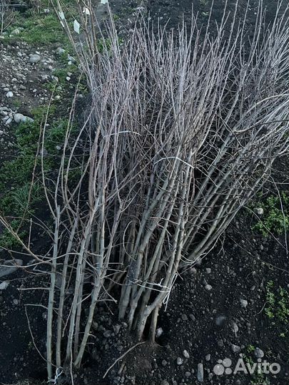 Саженцы яблок