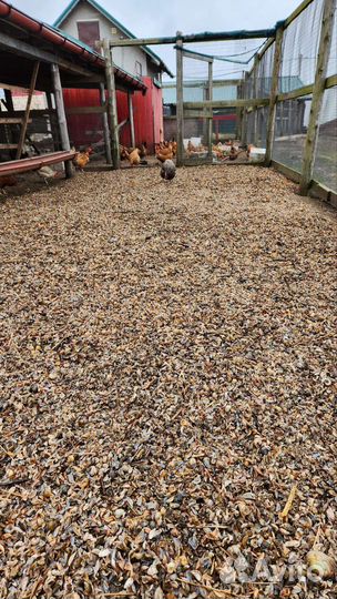 Ракушка морская