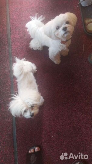 Мальтезе микро,мини
