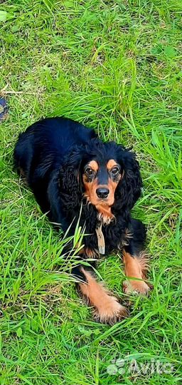 Собака в добрые руки отдам бесплатно