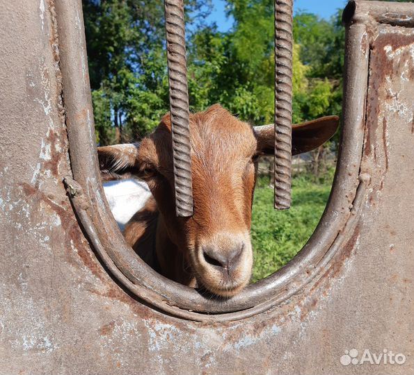 Камерунские козлы и козы на продажу и для вязок