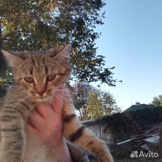 Милые котята