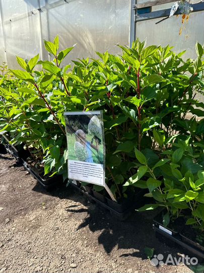 Гортензия саженцы оптом