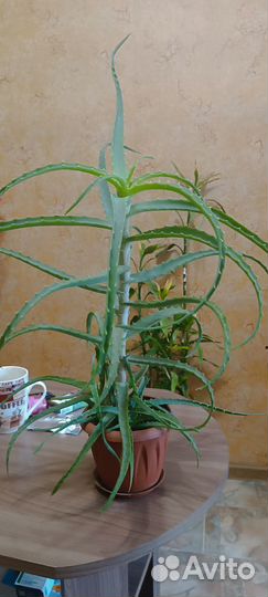 Цветок Алоэ