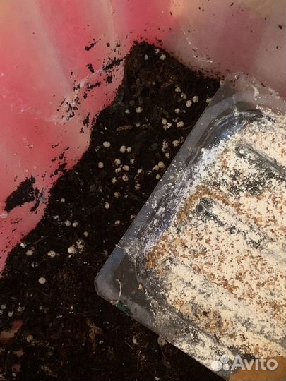 Яйца улиток