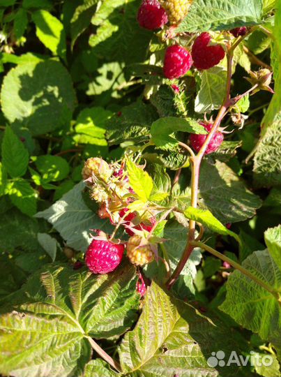 Саженцы малины