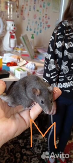 Крыса дамбо рекс