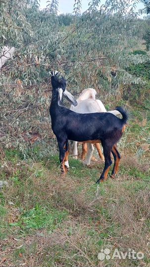 Англо нубийские козы дойные