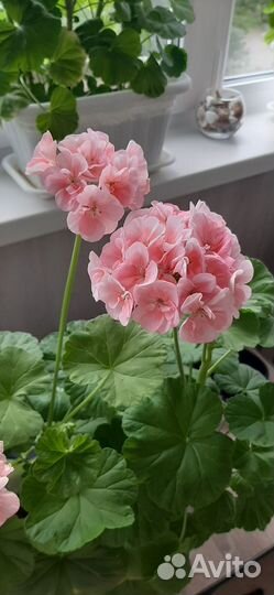 Пеларгония герань сортовая в горшке