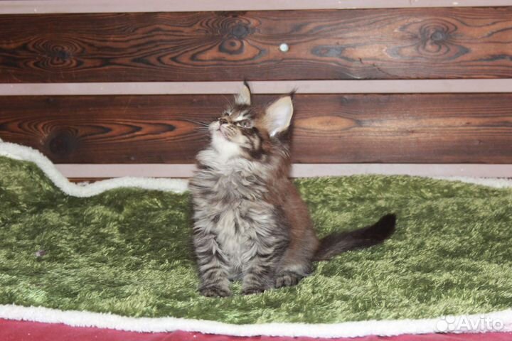 Котик мейн-кун