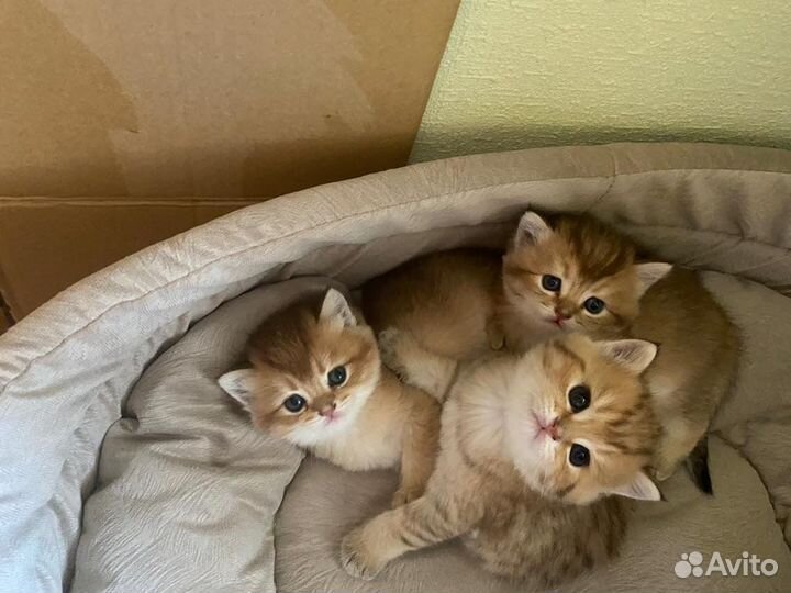 Британский кот вязка