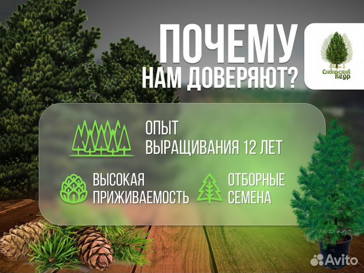 Саженцы кедра экстра класс