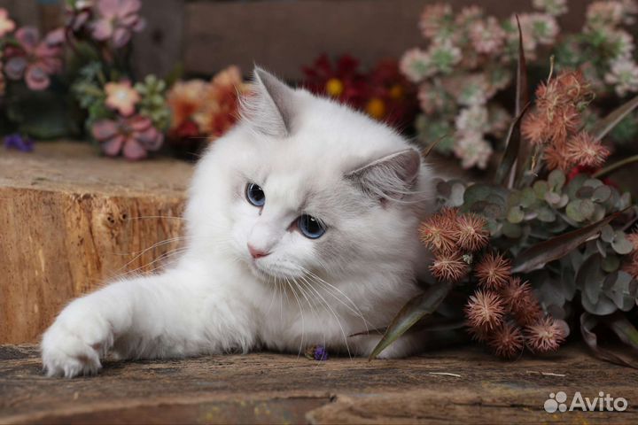 Кошка рэгдолл девочка