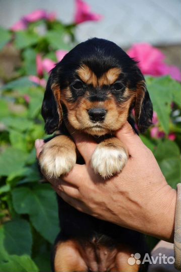 Собаки щенки