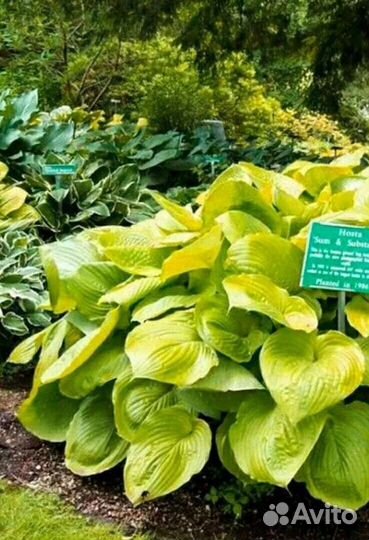 Хоста Sum and Substance (Сам Энд Сабстенс)