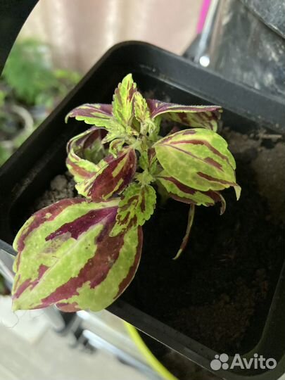 Колеусы вегетативные