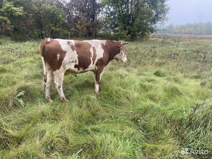 Продам обмен на авто или трактор